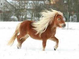 Shetland-pony.